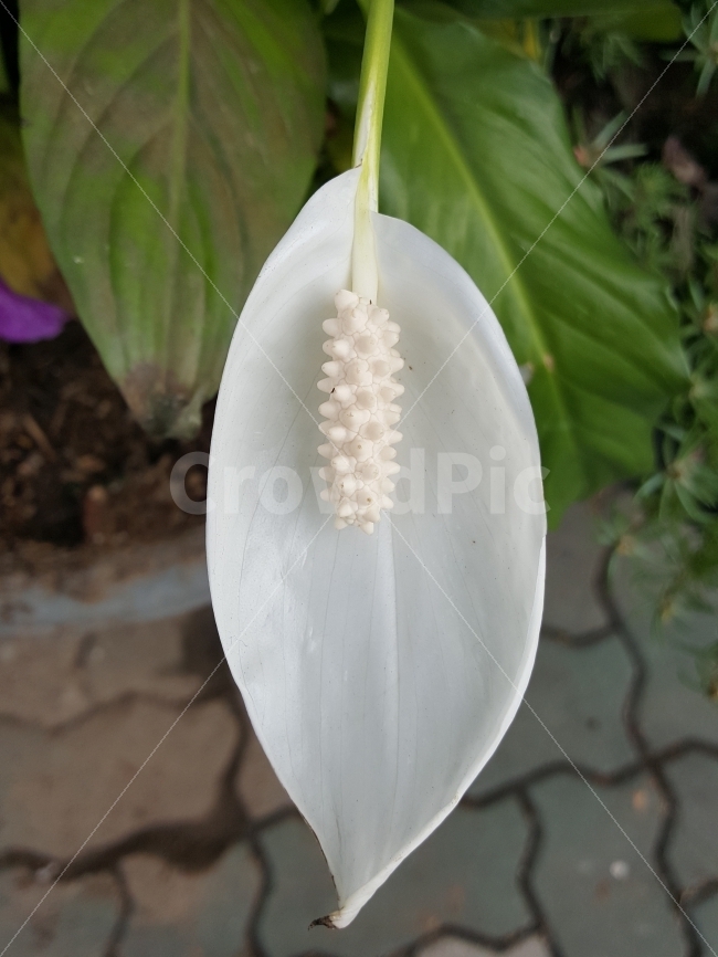 꽃,수술,순수,꽃잎,쟁반,식물,자연,plants,nature,꽃,flower