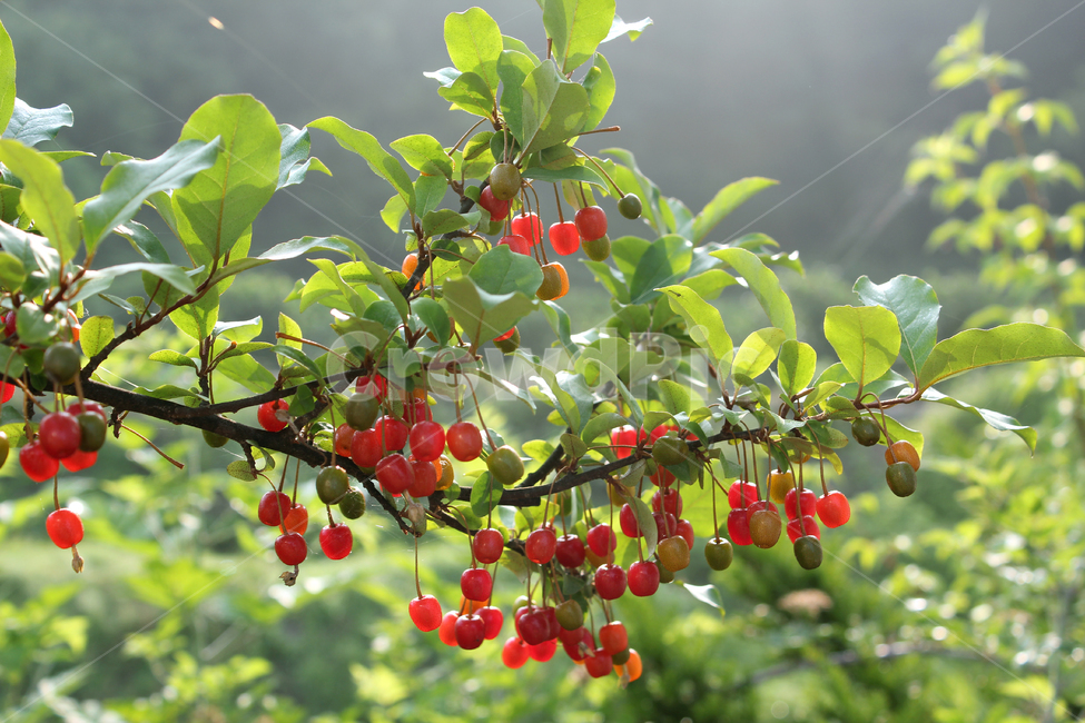 branch,bush,cherry,closeup,열매,과일,식물,나무,정원,그린,녹색,잎,나뭇잎,잎사귀,자연,elaeagnus,elaeagnusumbellata,fresh,fruit,fruits,garden,green,leaf,natural,nature,oleaster,oliveberries,plant,ripe,가지,나뭇가지,보리수,보리수나무,잘익은,익은,shrub,tree,umbellata,레드,빨강,빨강색,red,식물,자연,plants,nature,과일,열매,fruit