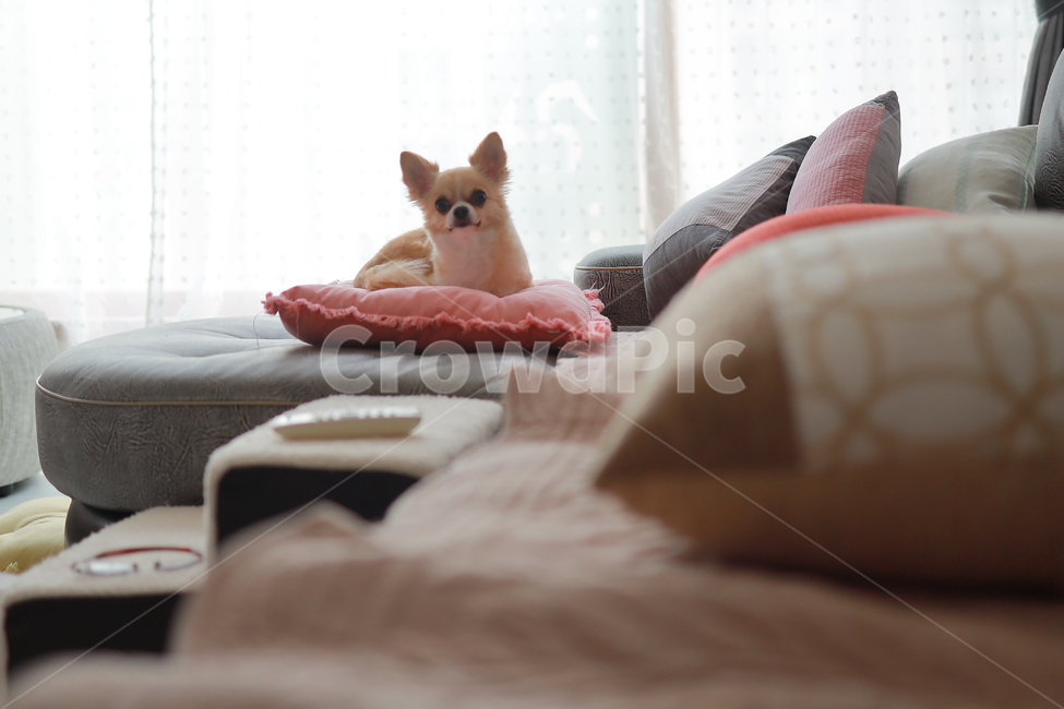 가족,반려견,치와와,강아지,감성사진,따뜻함,동물,개,animal,happy,dog