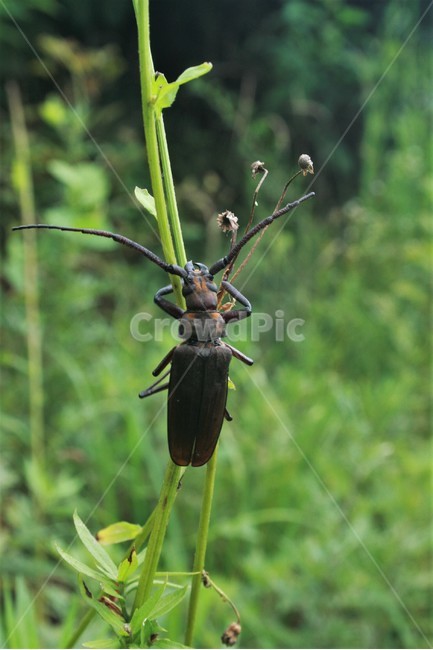 버들하늘소,딱정벌레목,하늘소과,곤충,동물,자연,동물,animal,곤충,벌레,insect,bug