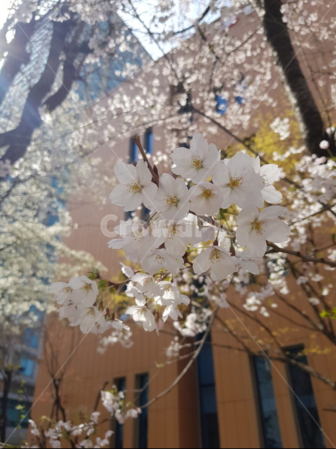 spring flowers,spring,Cherry Blossom,pretty flower,flower