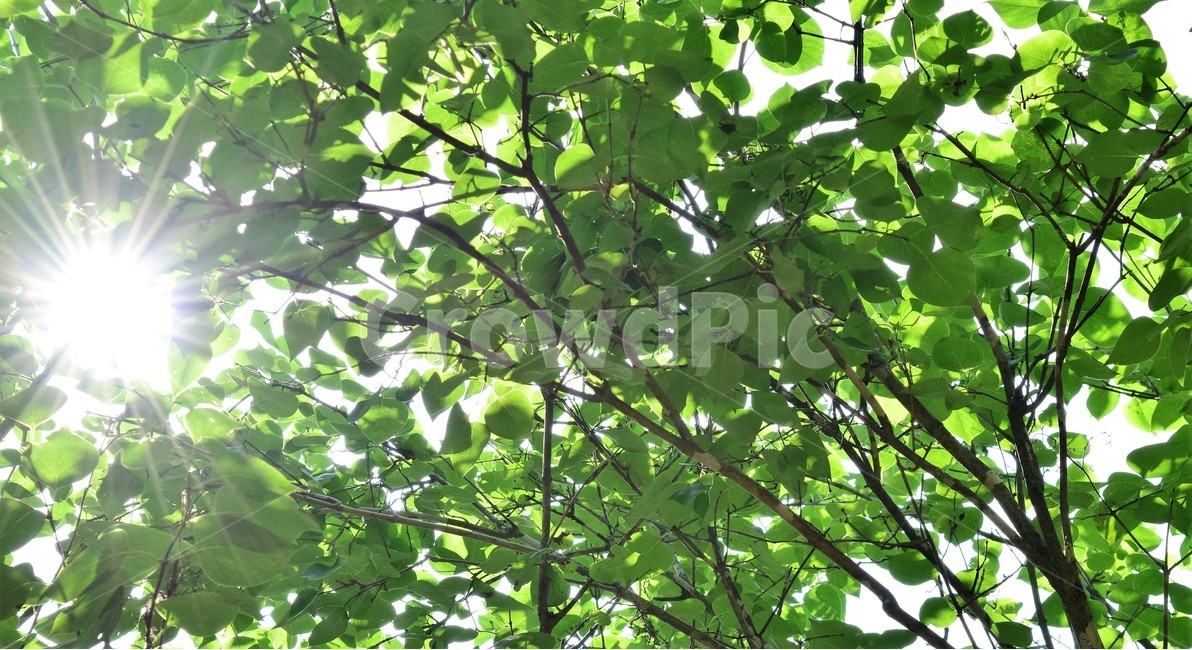 나무,나무들,자연,숲,초록,산길,나뭇잎,배경화면,tree,trees,nature,forest,green,wood,sunlight,oak,landscape,summer,leaf,backgrounds,outdoor,식물,자연,plants,nature,나무,trees,wood