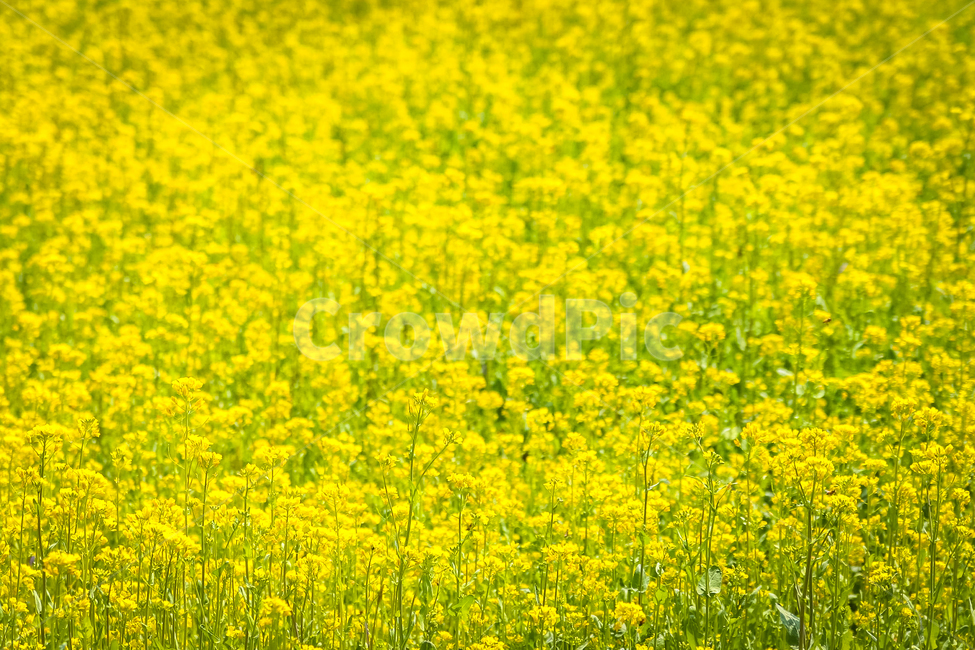 유채꽃,봄,들판,노란색,rapeblossoms,풍경,꽃밭,flowergarden,flower,봄,계절,spring,season,자연,풍경,nature,landscape,field,들,outdoors,옥외,grassland,목초지