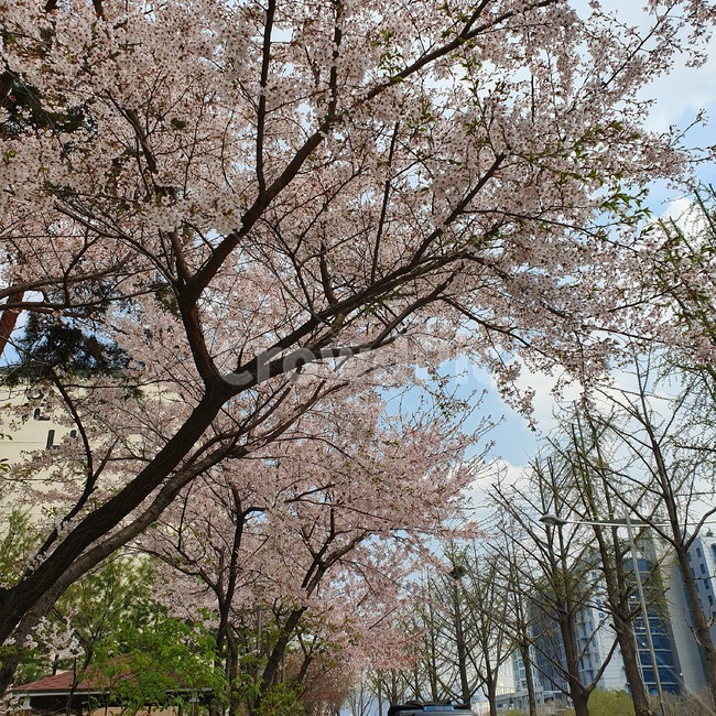 봄,벚꽃,꽃놀이,cherryblossoms,spring