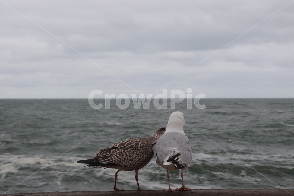 동물,animal,bird,seagull,갈매기,동물,animal,조류,새,birds