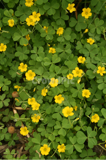 양지꽃,식물,flower,plants,nature,꽃,식물,자연,plants,nature,꽃,flower