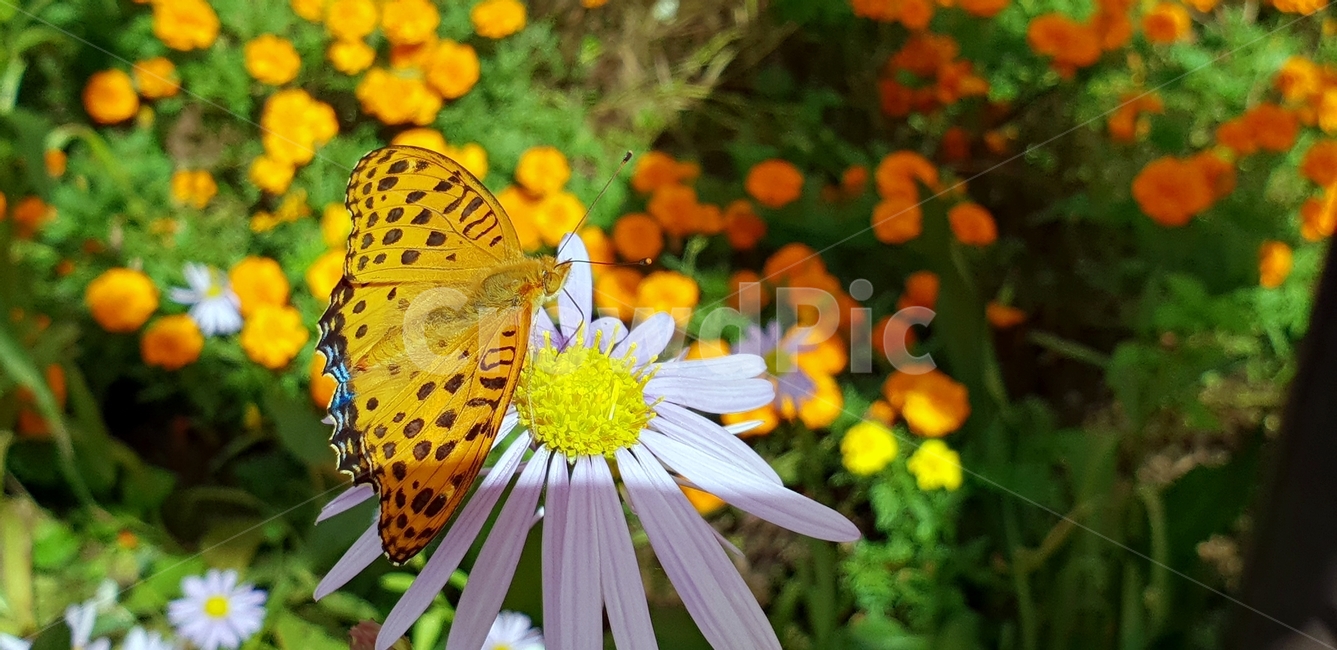 나비,꽃,자연,곤충,식물,꿀따기,동물,날개,butterfly,flower,nature,감성,형형색색,나비공원,식물,자연,plants,nature,꽃,flower,동물,animal,곤충,벌레,insect,bug