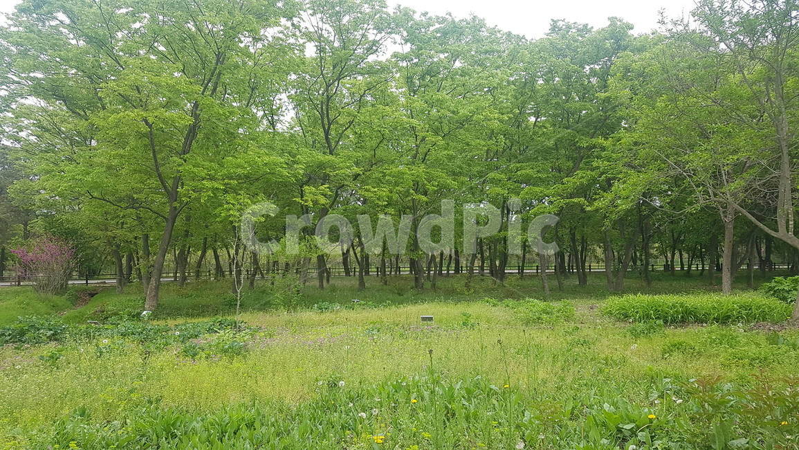 경주,수목원,산림환경연구원,경상북도,감성,나무,감성사진,힐링,산책,초록,여름,계절,여름분위기,나무길,숲길,초록나무,summer,잎,tree,healing,heal,forest,sense,자연