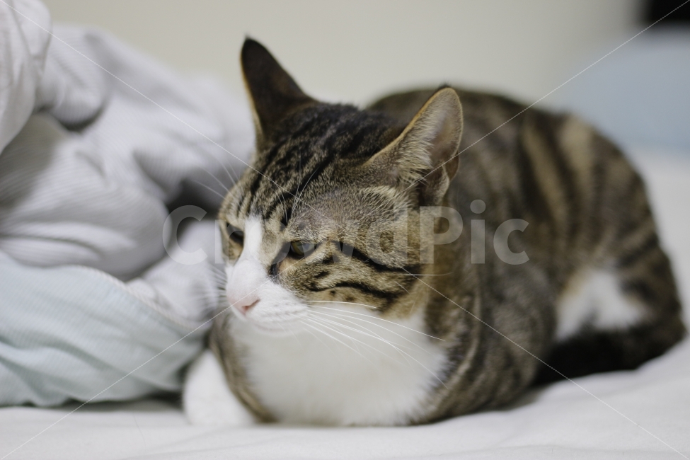 고양이,반려동물,유기묘,길냥이,애완동물,cat,pet,kitten,아기고양이,코숏,코리안숏헤어,캣대디,캣맘,반려묘,동물,동물,animal,고양이,cat,kitten,kitty,포유류,mammal