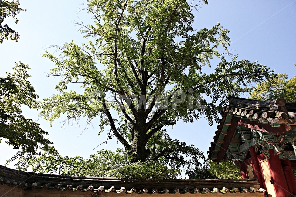 경주,불국사,절,사찰,국보,보물,전통,기와집,여름,집,한옥