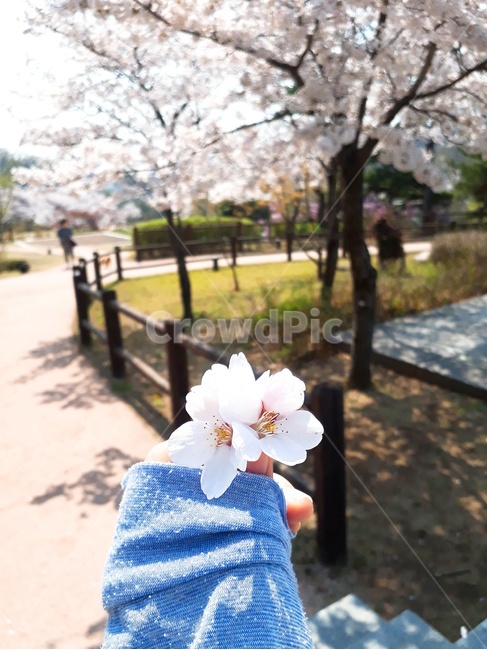 벚꽃,봄,공원,분홍,손