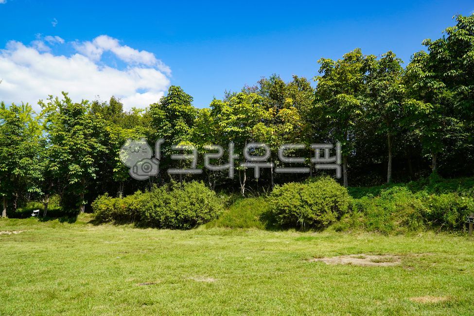 잔디, 들판, 자연배경, 숲, 숲배경, 사진,이미지,일러스트,캘리그라피 - banino작가