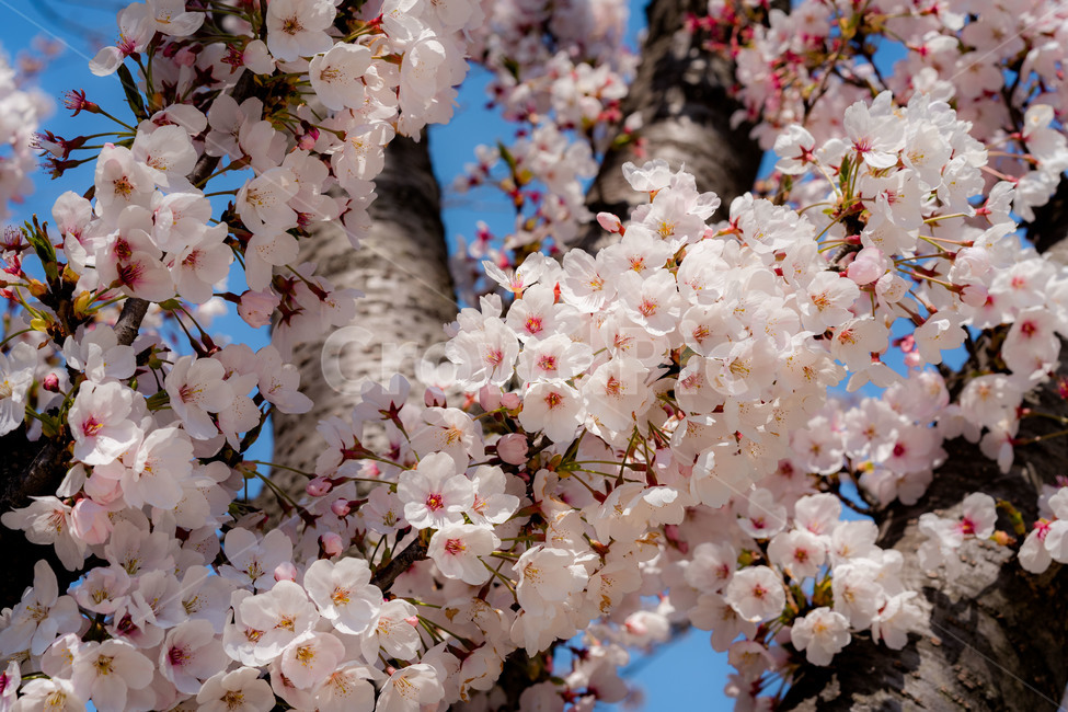 벚꽃,cherryblossom,꽃,flower,blossom,봄,spring,봄,계절,spring,season,plant,식물,cherry blossom