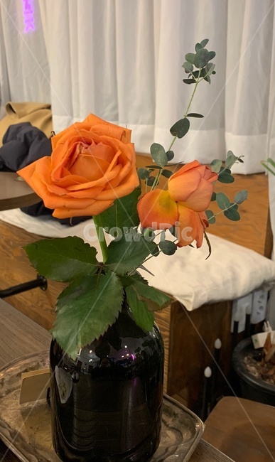 장미꽃,분위기,카페,인테리어,주황장미,분위기있는카페,장미,강남카페,식물,plant,flower,blossom