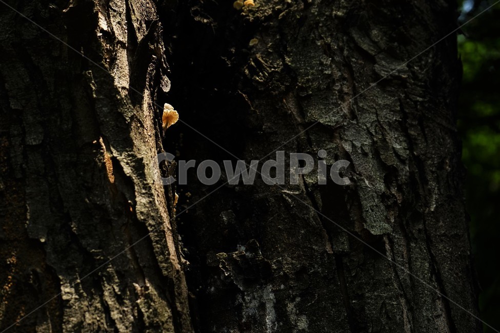 wood,forest,bud,shadow,oldtree,숲,나무,자연,싹,nature,식물,자연,plants,nature,나무,trees,wood