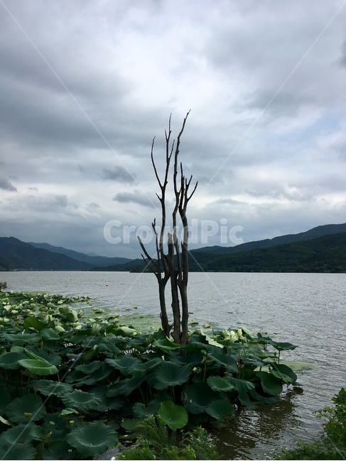자연,natural,풍경,강,연잎,나무