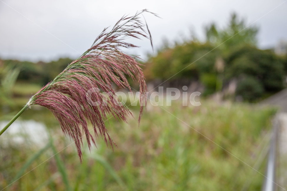 grass,plant,식물,lawn,잔디,bird,reed,갈대