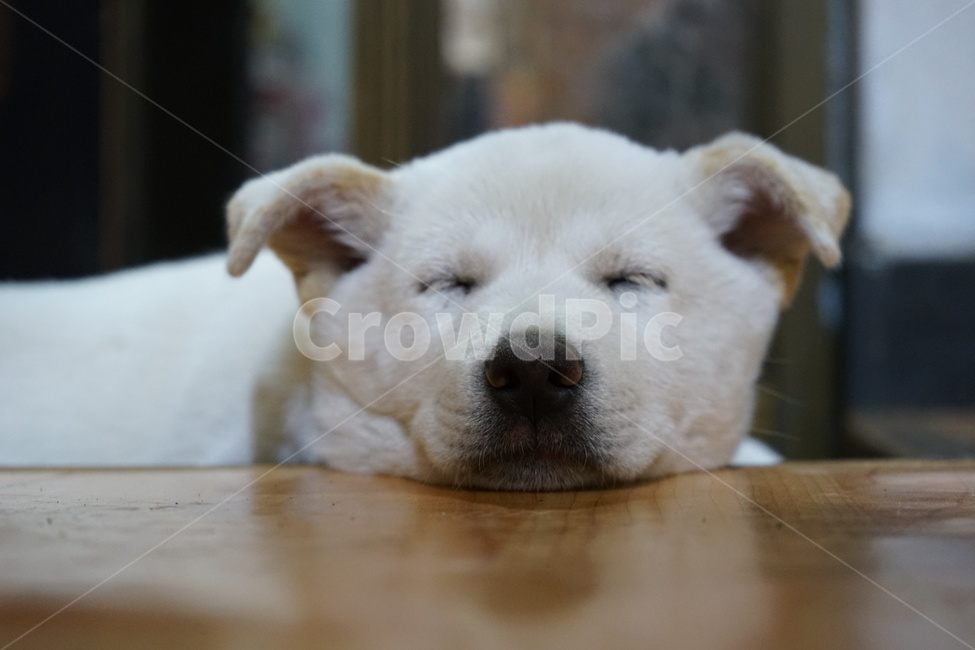 백구,진돗개,흰둥이,강아지,순둥이,개,반려견,근접,댕댕이,dog