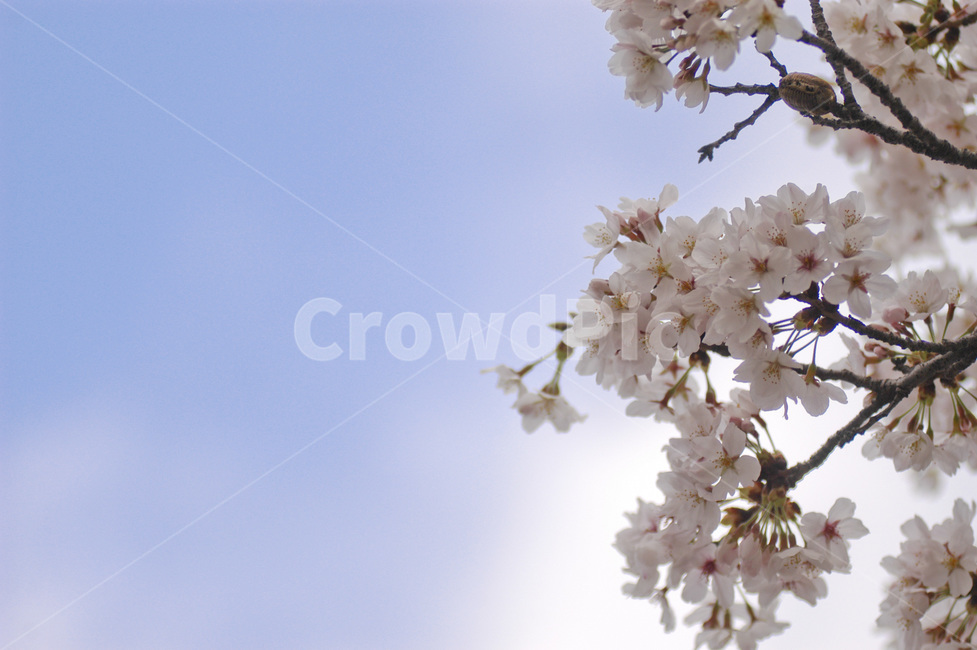 plant,식물,꽃,flower,벚꽃,식물,자연,plants,nature,꽃,flower