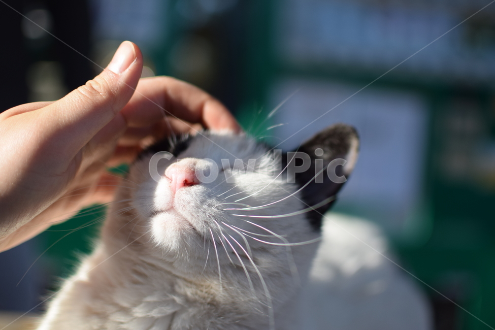 고양이,동물,귀여움,야옹,수염,동물,animal,포유류,mammal,고양이,cat,kitten,kitty