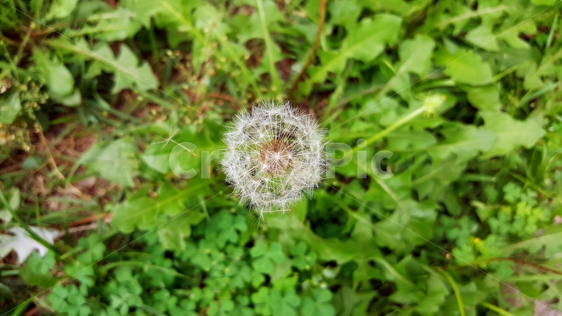 민들레,봄,솜털,식물,씨,계절,자연,가련,감성,바람,풍경,봄풍경,따스함,식물,자연,plants,nature