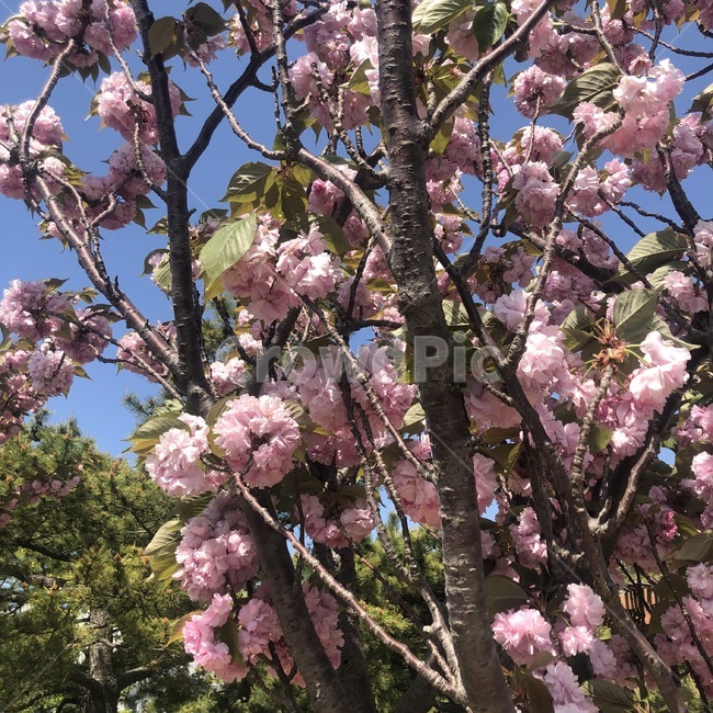 겹벚꽃,왕벚꽃,벚꽃,꽃,감성,봄,초여름,여름,자연,힐