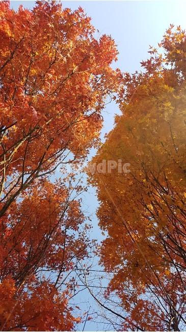 가을,단풍,자연,단풍나무,낙엽,maple,단풍잎,풍경,가을단풍,계절,landscape,fall,autumn,season,식물,plants,nature,trees,나무,가을,계절,fall,autumn,season,식물,자연,plants,nature,나무,trees,wood,tree,plant,leaf,잎