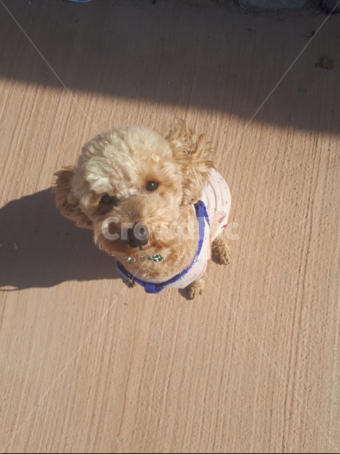 반려동물,반러견,강아지,푸들,크림푸들,dog,poodle