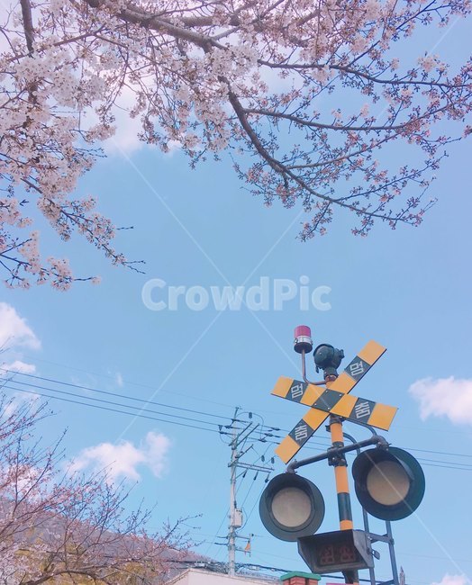 진해,봄,꽃,벚꽃,풍경,배경,하늘,기차