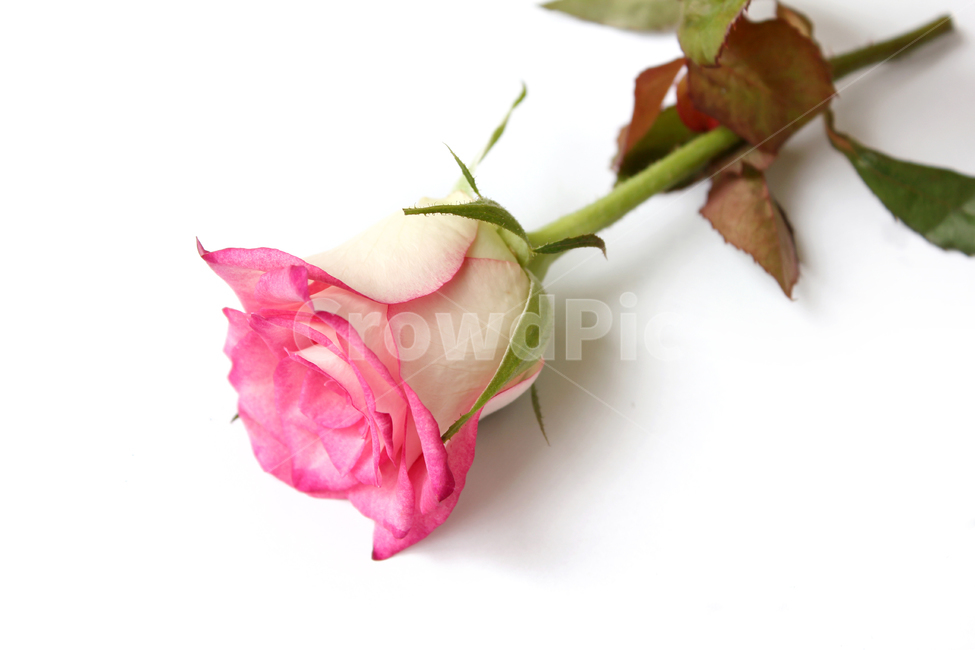 꽃,장미,장미꽃,핑크,생화,rose,flower,pink,신선한,green,leaf,leaves,녹색,그린,잎,나뭇잎,장미잎,탑앵글,식물,사랑,로맨스,love,romantic,한송이,one,꽃,flower,누끼,remove background
