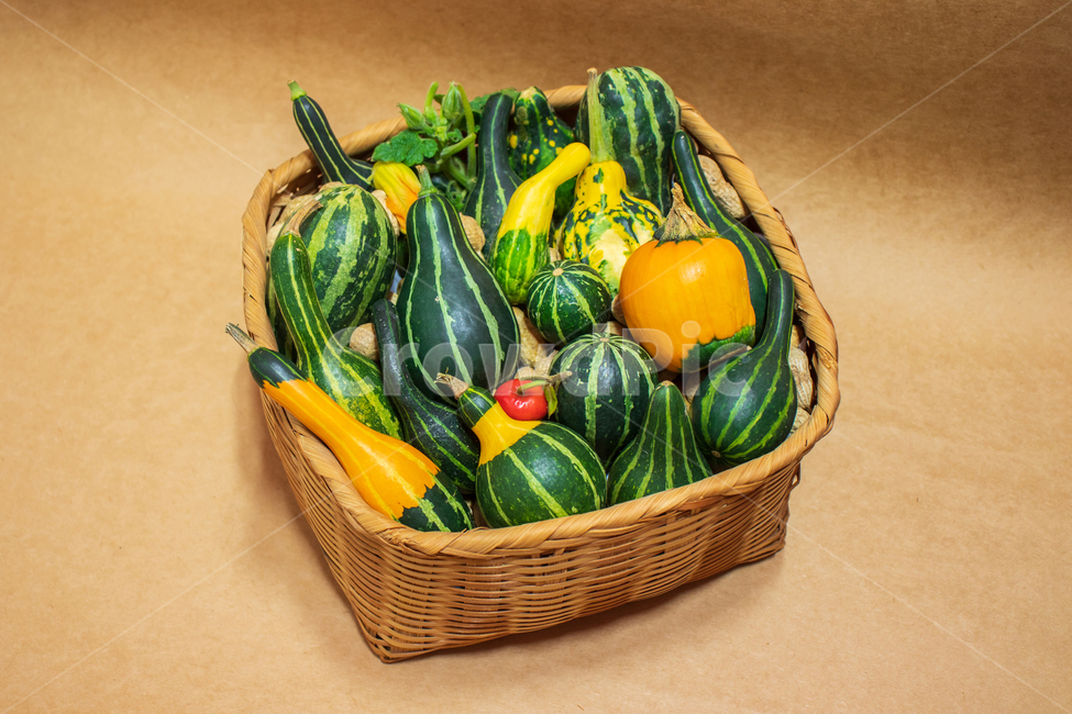 호박,색동호박,pumpkin,squash,야채,채소,음식,가을,식물,수확,관상용호박,관상호박,화초호박,페포호박,쿠쿠르비타페포,페포,꽃호박,박,관상용,미니호박,애호박,미니,풍요,풍성,수확물,농업,농사,열매,배경,바탕,백그라운드,바구니,바스켓,그린,초록,초록색,자연,장식용,장식,데코,데코레이션,여름,싱싱한,신선한,건강,건강한,어린,작은,더미,무더기,할로윈,노랑,노란,노란색,주황색,주황,fancygourd,ornamentalgourd,food,vegetable,autumn,gourd,pumpkins,cucurbitapepo,fall,harvest,basket,vegetables,green,agriculture,agricultural,natural,nature,ornamental,decorate,decoration,decorative,deco,decor,colorful,summer,foods,fresh,fruit,health,healthy,plant,young,mini,raw,farming,halloween,yellow,orange,pile,heap,background,채소,야채,vegetables,연출,컨셉,콘셉,direction,concept