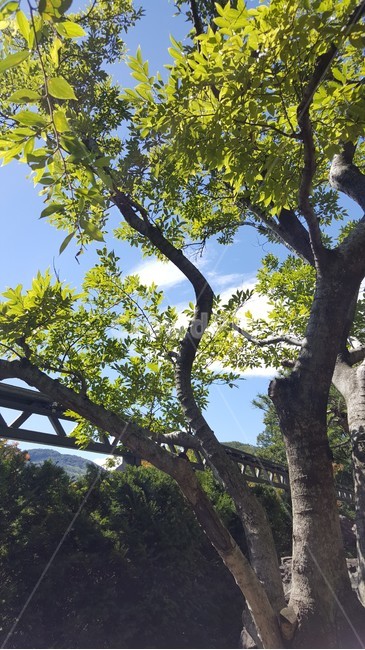 화담숲,곤지암,나무,자연,나들이,식물,자연,plants,nature,나무,trees,wood