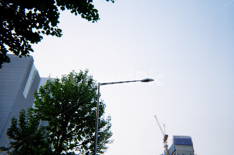 하늘,나무,가로등,필름사진,풍경