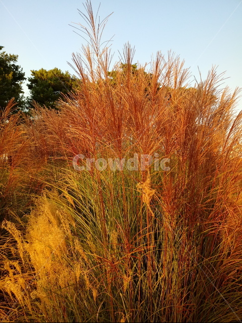 갈대,식물,plant,reed,겸가,여러해살이풀