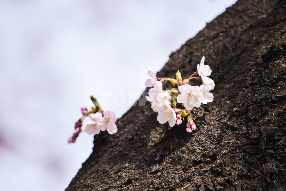 분홍,꽃,벚꽃나무,나무,핑크,벚꽃,하늘,분위기,감성,봄,계절,spring,season,식물,자연,plants,nature,꽃,flower,plant,blossom