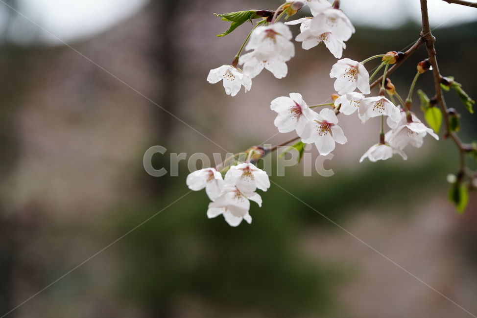 벚꽃,꽃,플라워,봄,봄꽃,flower,흰색,화이트,느낌,감성,접사,계절,나무,식물,생명,생물,봄,계절,spring,season,식물,자연,plants,nature,꽃,flower,plant
