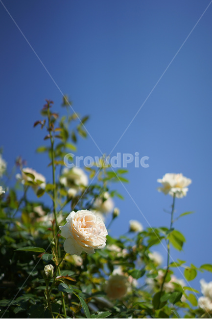 장미,백장미,하늘,식물,나무,rose,flower,꽃