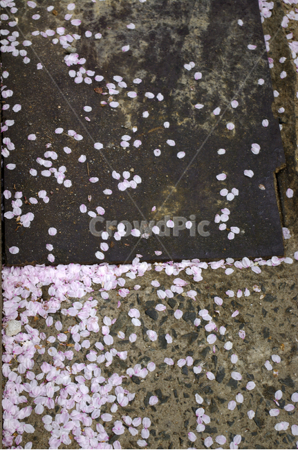 낙화,꽃잎,벚꽃,꽃,flower,plant,봄,계절,spring,season,꽃,flower