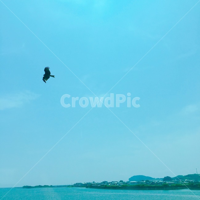 하늘,바다,새,벳푸만,독수리,에메랄드빛,자연,풍경,nature,landscape,동물,animal,조류,새,birds,adventure,모험,leisure activities,레저 활동,bird,flying,나는