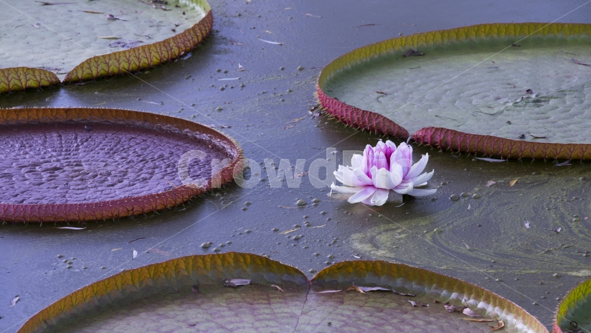 연꽃,양평,두물머리,세미원,풍경사진,식물,자연,plants,nature,꽃,flower
