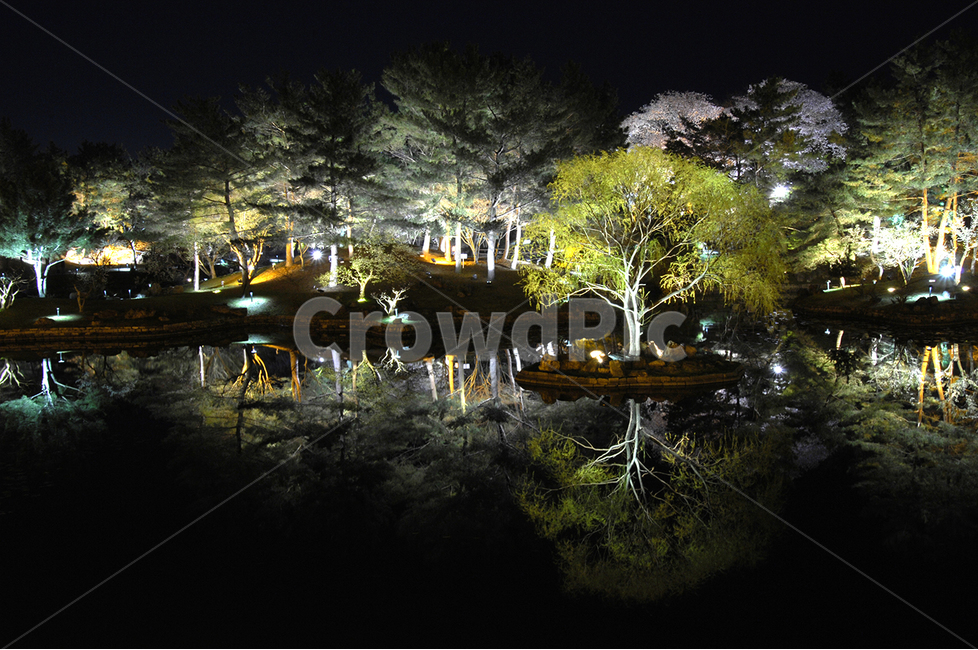 경주,자연,야경,동궁과월지,안압지,야경,밤,풍경,nightscape,night,landscape,plant,식물,tree,나무
