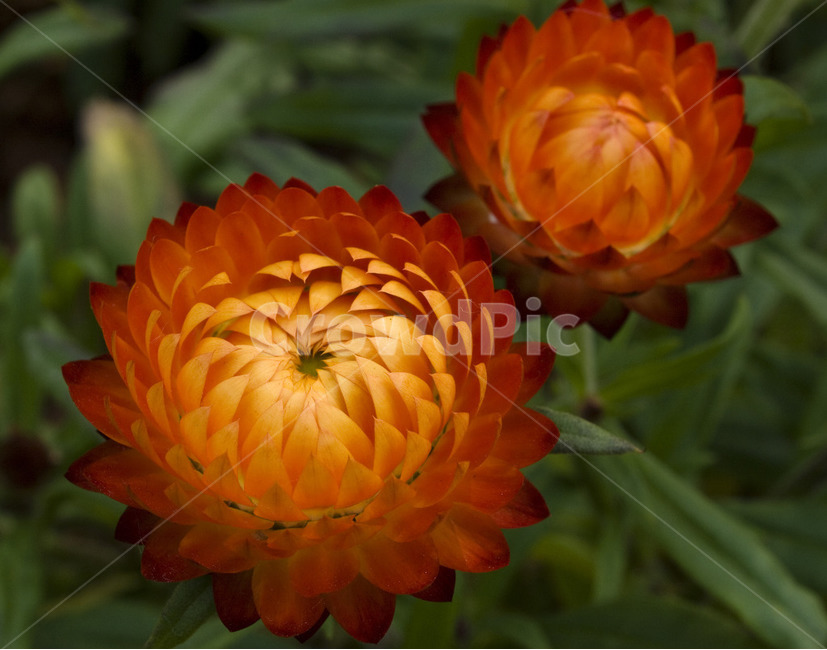 꽃,아웃포커싱,별꽃,flower,자연,식물,자연,plants,nature,꽃,flower