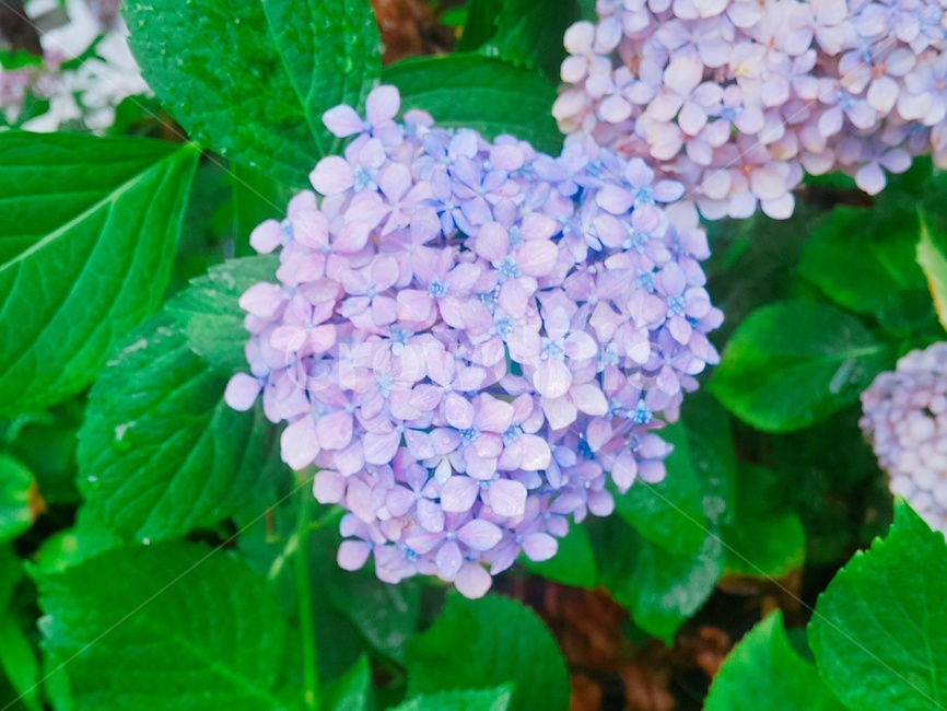 plant,식물,flower,꽃,수국