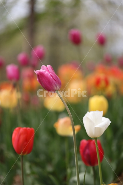 꽃,튤립,꽃밭,봄,계절,자연,색깔,tulips,flower,nature,season,spring,park,field,colors,colorful