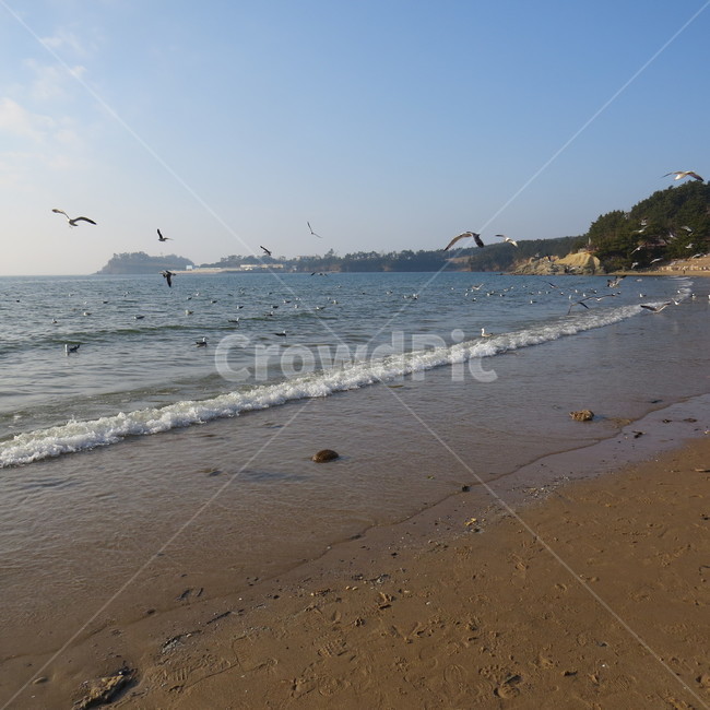 바다,격포,해수욕장,바닷가,해안,갈매기,풍경,기분좋은,파란,해변,해변가,동물,animal,조류,새,birds