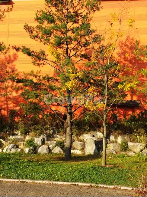 tree,나무,식물,plant,잎,가을,가을,계절,fall,autumn,season,식물,자연,plants,nature,나무,trees,wood