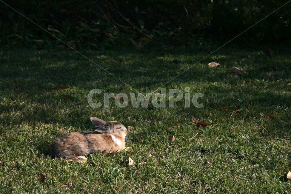 토끼,동물,잔디,공원,여유,잠,동물,animal,포유류,mammal,휴식,힐링,rest,relaxation,healing