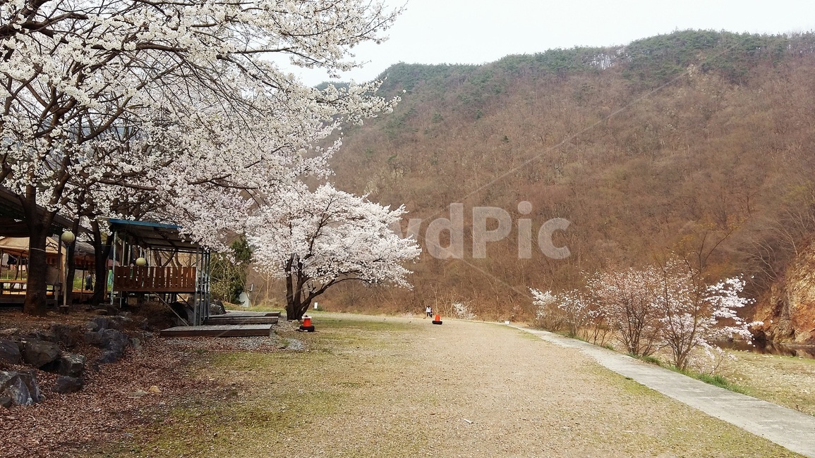 봄,벚꽃,풍경,휴식,안정,아름다운,길,산책,걷고싶은