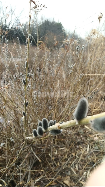 봄,꽃,식물,꽃망울,수풀,공원,식물,자연,plants,nature