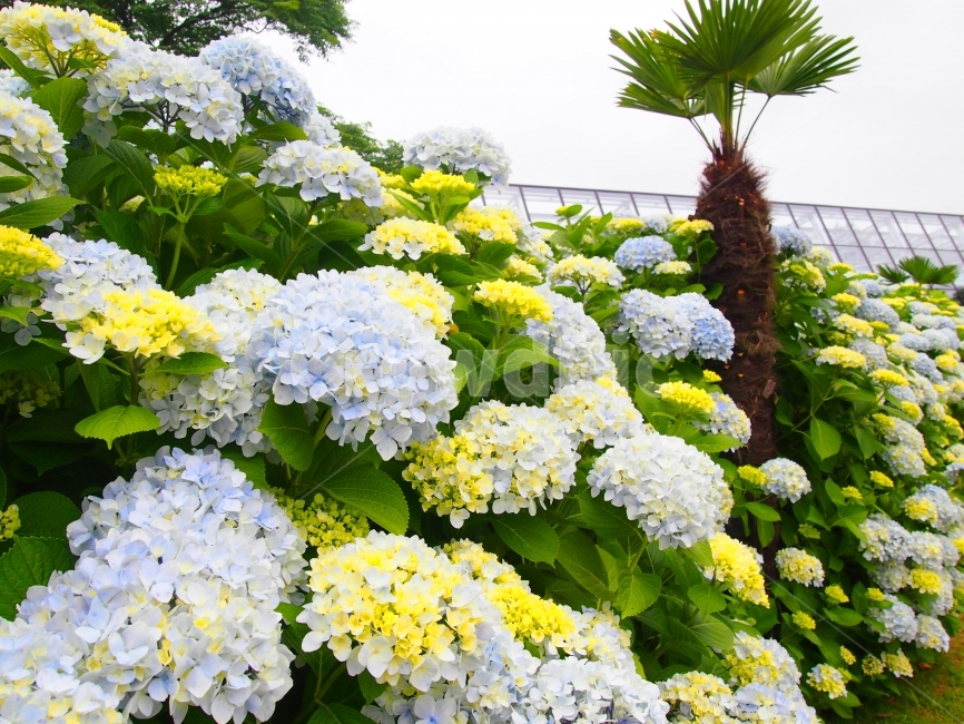 꽃,수국,제주도,자연,풍경,식물,자연,plants,nature,꽃,flower,나무,trees,wood